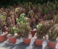 8" Euphorbia Assortment